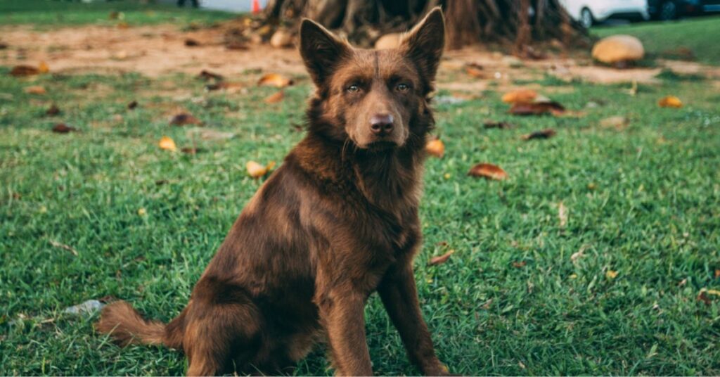 Personas desalmadas dejan carne con vidrio en parques para matar a los perritos que se acerquen a comer