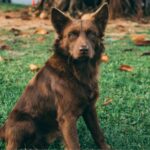 Personas desalmadas dejan carne con vidrio en parques para matar a los perritos que se acerquen a comer