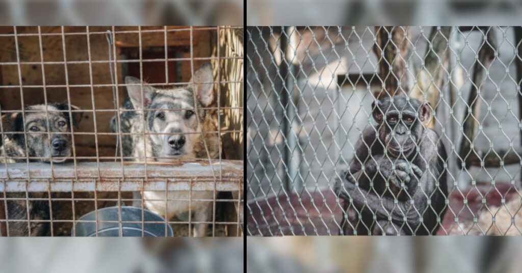 Proponen fijar 9 años de cárcel a quienes maltraten animales en México