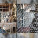 Proponen fijar 9 años de cárcel a quienes maltraten animales en México