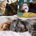 En Portugal se limitará el número de mascotas por casa y se cobrará por su tenencia