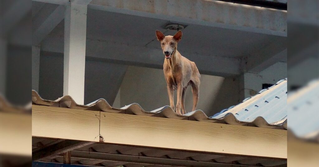 Ley protege a los perros confinados en las azoteas y otros lugares que les resten calidad de vida