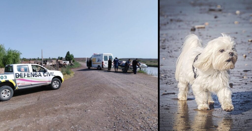 Perro halló a su dueño fallecido en el Canal Principal de Allen, Argentina