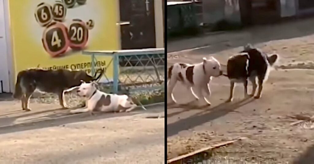 Perrito callejero ayuda a un pitbull que se encontraba atado