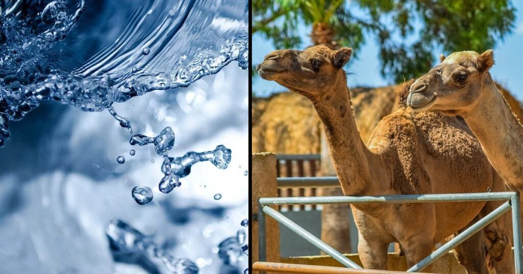 Fusilarán a 10000 camellos para preservar el agua en Australia