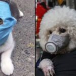 Ni perros ni gatos transmiten el coronavirus