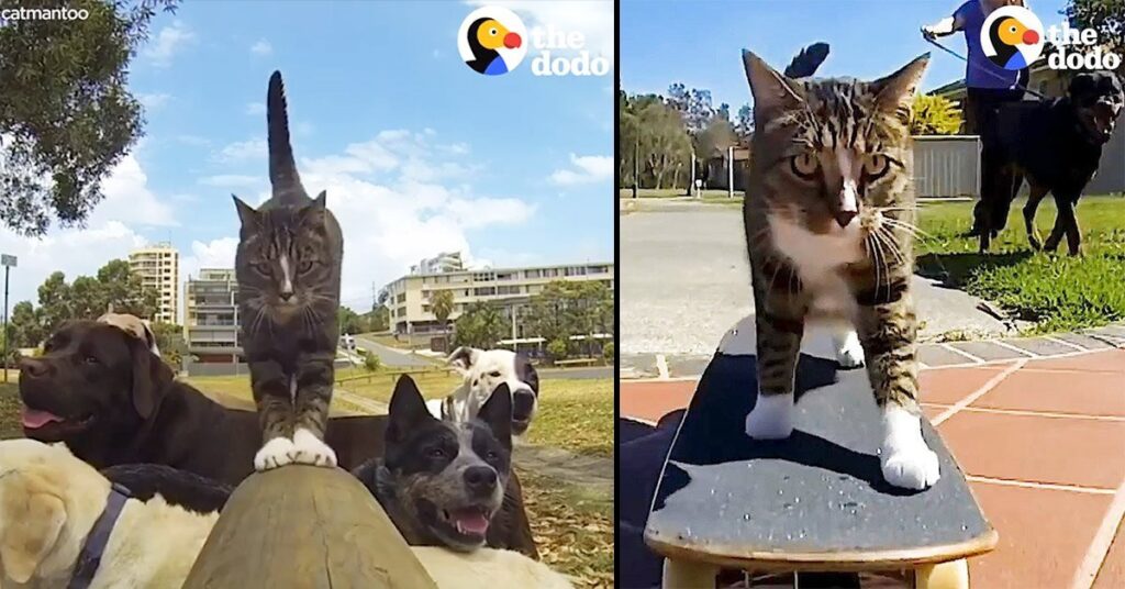 Así es vivir con una pareja de gatitos muy talentosos