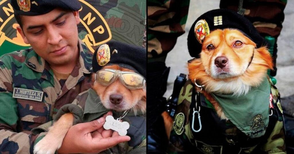 Chato: el agente canino más famoso de Instagram en Perú