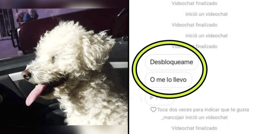 Hombre secuestró al perrito de su ex novia para que lo desbloqueara de sus redes sociales