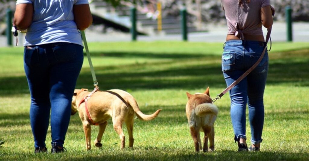 Un veneno rociado en el parque ha cobrado la vida de varios perros en Perú